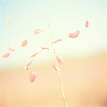 Falling Petals (14) オルゴール music box